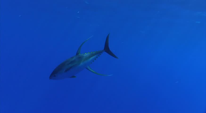 Two Yellow Fin Tuna