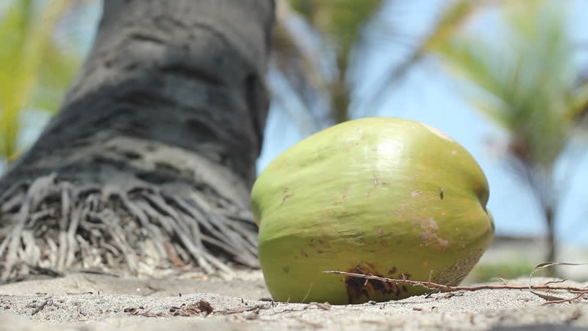 Упавшие кокосы. Кокос сыпется. Упавшие кокосы. Кокосовый орех. Кокос падает на голову.