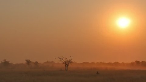 sunrise over a wide landscape with trees and birds early morning in the savanna