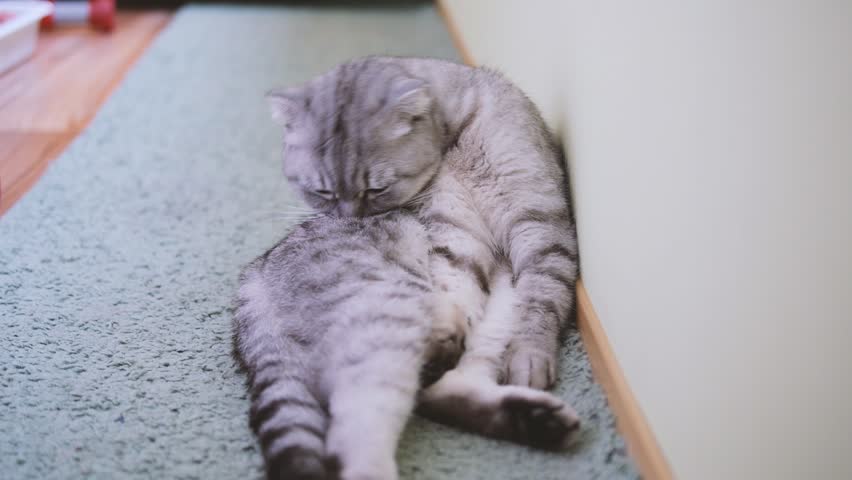 Scottish fold cat wash herself. Whisks color.