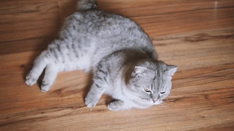 Scottish fold cat look around. Whisks color.