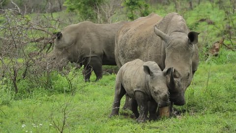 Baby white rhino interacting with it's mother in a South African game reserve. Adult male rhino is in the background.