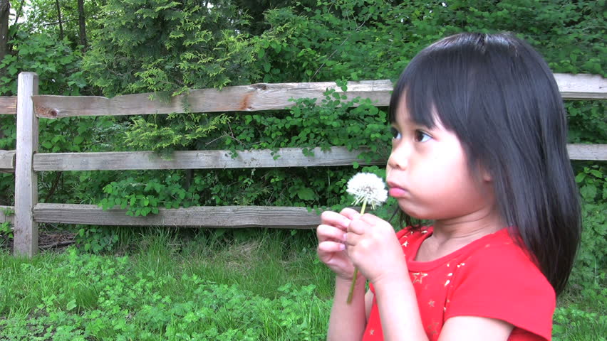Two cute little Asian girls engage in a classic summer time dandelion war.