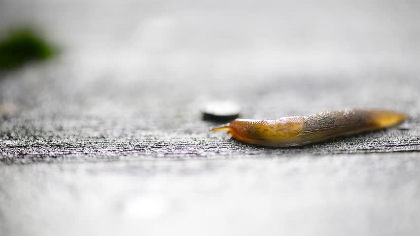 Macro shot of a garden slug working its way across wet grey wood.