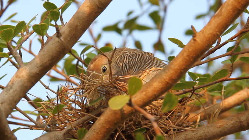 Bird Being Fed Baby Bird Stock Footage Video (100% Royalty-free ...