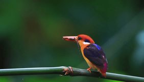Black-backed Kingfisher at Sri Phang Nga National Park Thailand