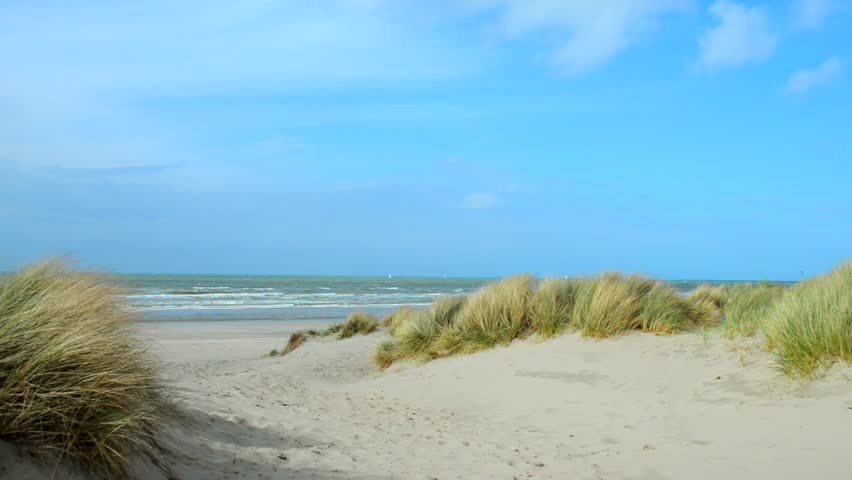Sand dunes, sea grass swaying in the breeze, beach Oostduinkerke, near Ostend, Belgium, Europe Royalty-Free Stock Footage #8297029
