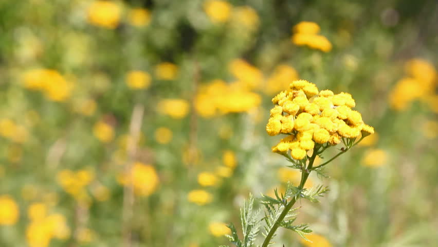 tansy flowers on green meadow