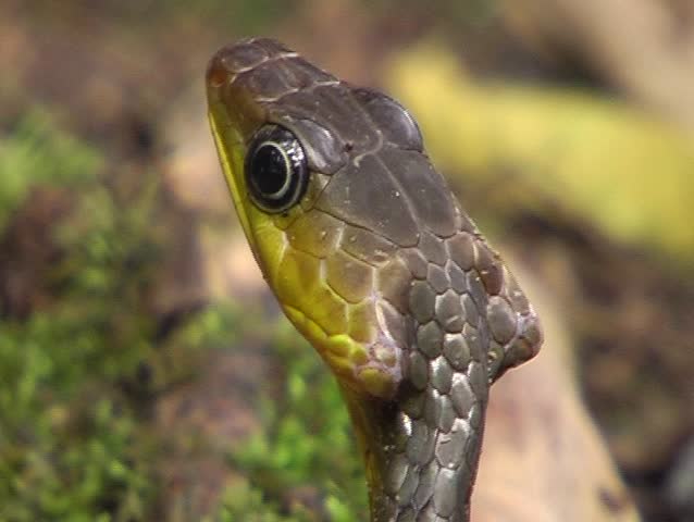 Amazonian whipsnake (Chironius carinatus) closeup of head