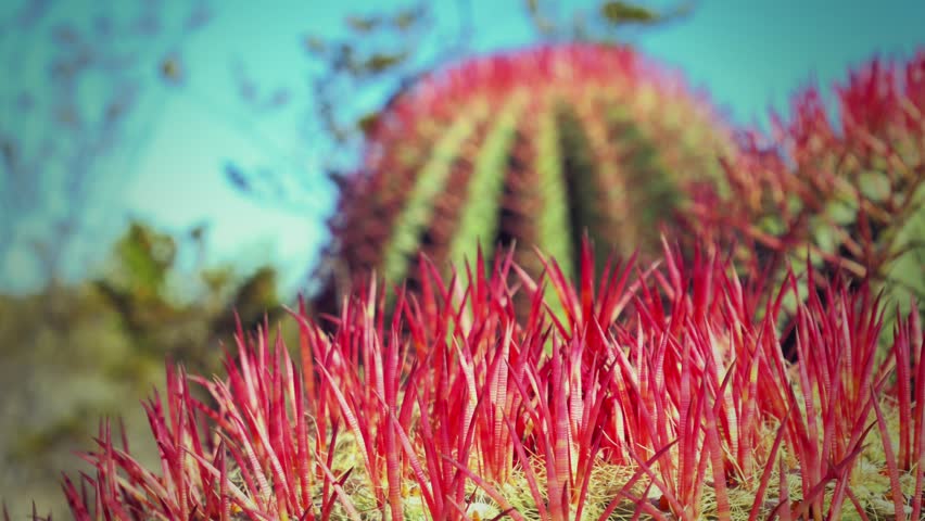 Red spines of the barrel cactus on the Mexican desert. 4k