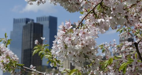 Central Park New York City Business Skyscrapers Office Towers Cherry Trees Blossom Flowers Nature NYC Establishing Shot ( Ultra High Definition, UltraHD, Ultra HD, UHD, 4K, 2160P, 4096x2160 )