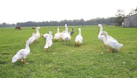 geese on a farm, feeding with bread  