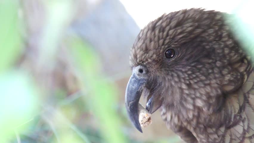 Kea parrot 