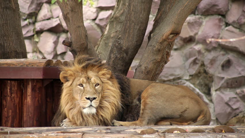 long-eye-contact-with-lion-stock-footage-video-100-royalty-free