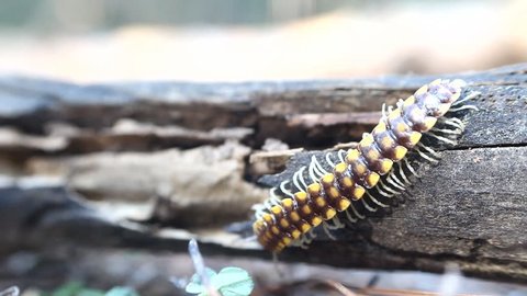 Arthropoda move, Two-legged centipede Flat-backed Millipedes, Polydesmidae, tropical bug. South India