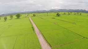 Aerial Shot at Lampang rice fields