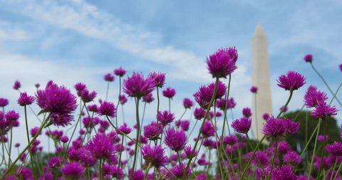Washington Monument rack focus with foreground purple strawflowers-Use as a background plate with ample time. Use as a loop. Use the 4K with a digital zoom in HD shows.