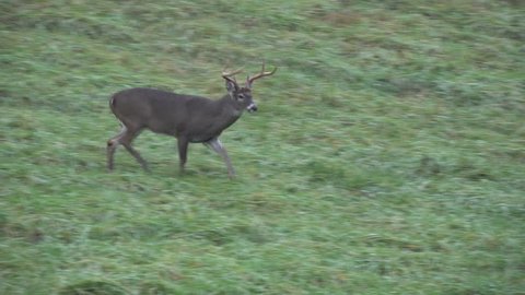 White-tailed deer buck running in an open meadow in Smoky Mountain National Park.