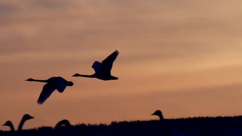 waterbirds  at hornborga lake - sweden