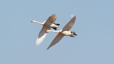 waterbirds  at hornborga lake - sweden