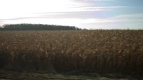 Driving plate: passing a field of corn (maize) on the left hand side (passenger side) of vehicle. Intended for compositing. 24mm lens, stabilized clip, originally recorded in 4K, UHD.