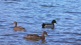 Ducks Swimming and Diving in a River. 4K Ultra HD 3840x2160 Video Clip