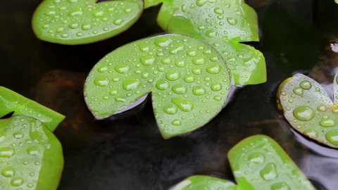 rain falling in lotus pond