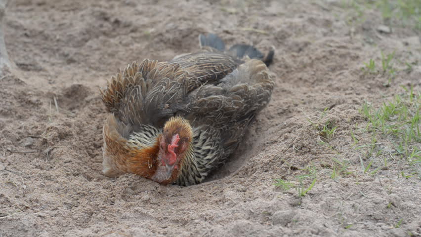 chicken resting on ground Stock Footage Video (100% Royalty-free ...