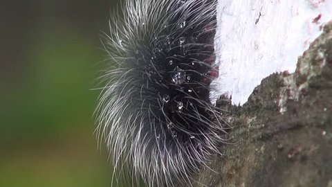A Very Hairy, Wet Caterpillar

A hairy, dew covered caterpillar munches on tree bark at dawn.