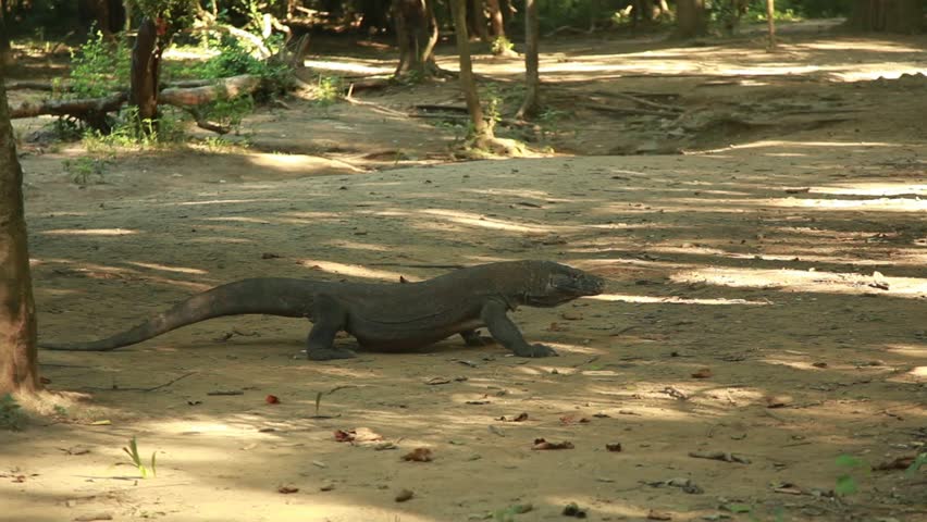 Komodo dragon