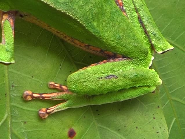 White lined monkey frog (Phyllomedusa vaillanti) on a leaf