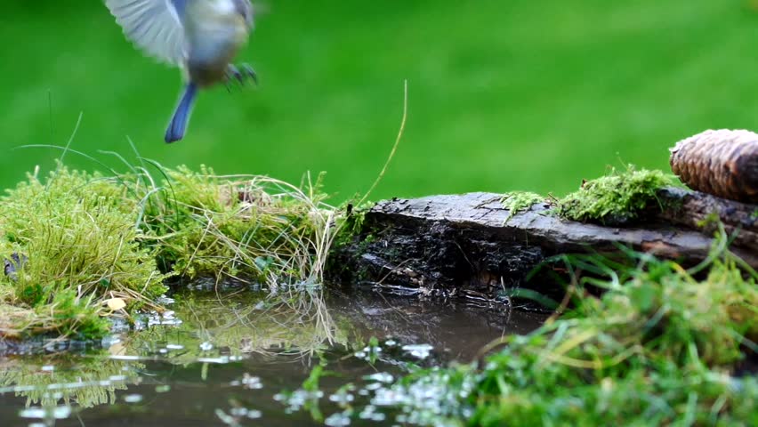 Blue tit in autumn - slow motion