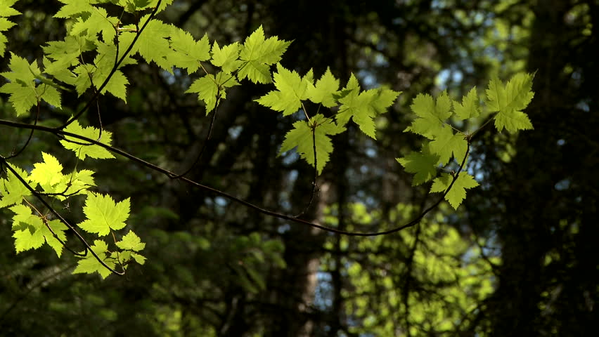 Rocky Mountain Maple leaves in the sunlight