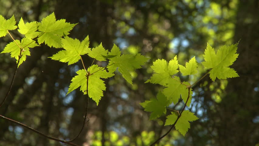 Rocky Mountain Maple leaves in the sunlight