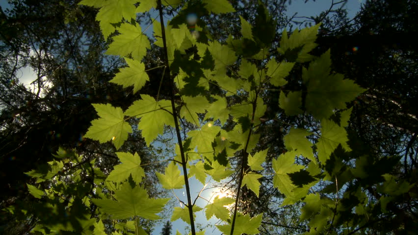 Rocky Mountain Maple leaves in the sunlight