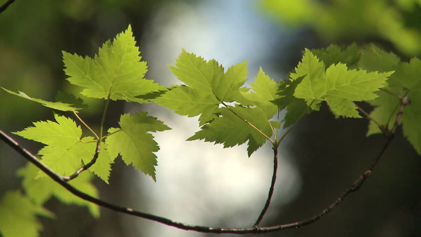 Rocky Mountain Maple leaves in the sunlight