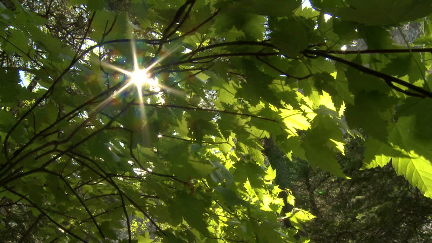 Rocky Mountain Maple leaves in the sunlight