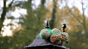feeding birds with bird feed, tit, nuts and fat ball