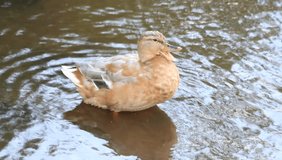 Duck in water, cleaning its feathers 