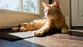 Cat Gets Excited - Interior - Cute Orange Tabby Kitty 