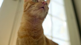 Cat Face - Cute Orange Tabby Kitty Looking Up