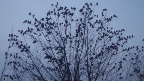 Birds Ravens sitting on a tree, a lot of birds and frightened all the crows fly from the tree. Autumn, winter tree without leaves with black birds. Crows fly away from the tree without leaves