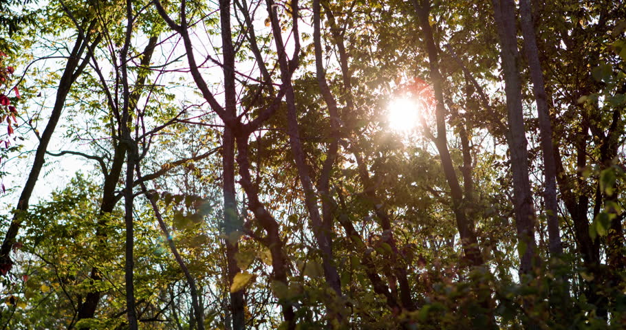 Sunlight shining through forest trees 4k