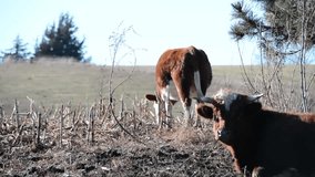 Farm Cows - Video Backgrounds 