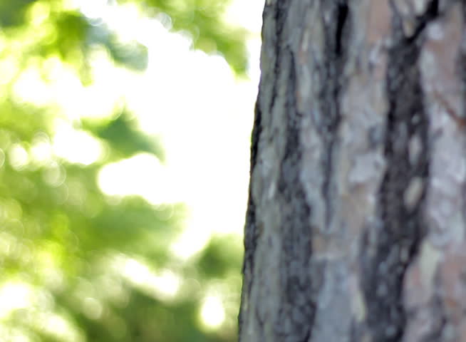 Man looking behind a tree - NTSC