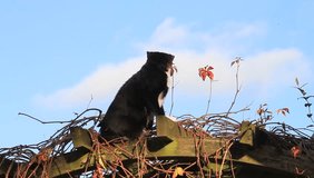 male cat looks in the sky, sitting on top of a pergola,  autumn leaves 