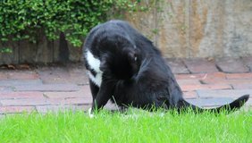 Male cat, black and white, sitting in the garden, cleaning itself