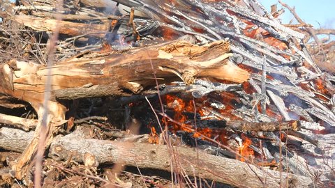 Brush Pile Burning Outdoors