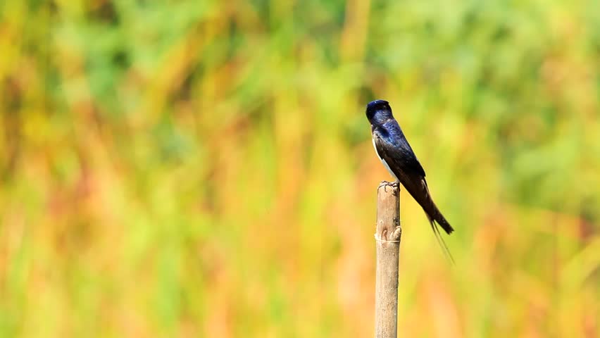 Barn Swallow with clear background