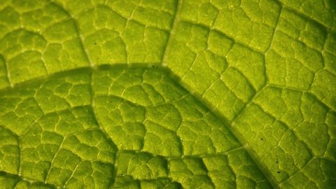 Pan across green leaf background. Macro closeup.
